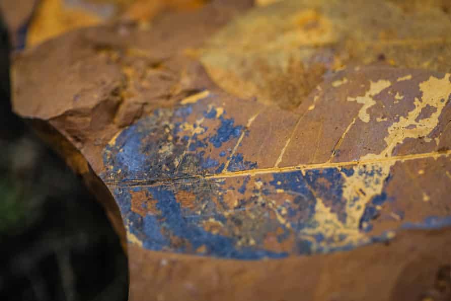 Hoja fosilizada de un nuevo yacimiento de fósiles en McGraths Flats, Nueva Gales del Sur, Australia